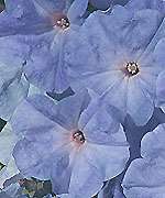 Annual Celebrity SKY BLUE PETUNIA Seeds   Beautiful  