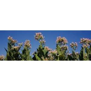  Flowers of a Tobacco Plant, Winchester, Kentucky, USA 