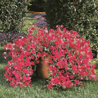 Annual TIDAL WAVE PETUNIA Cherry Seeds   Pelletted  