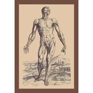  Vintage Art Second Plate of the Muscles   11879 2