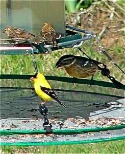 NEW SEEDHOOP SEED CATCHER / PLATFORM BIRD FEEDER  