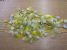 Lot of 100 Sun Conure Parrot 1.5 2 Body Feathers #871