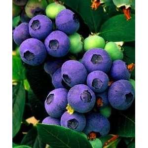  Hirts Top Hat Dwarf Blueberry Plant   Bonsai/Patio 