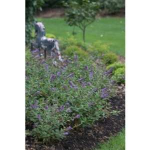   Chip Butterfly Bush   Buddliea   Proven Winner Patio, Lawn & Garden