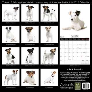 Jack Russells 2012 Calendar   NEW  