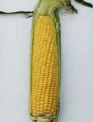 Sweet Corn, Nk 199, Vegetable Seed,500+ seed  