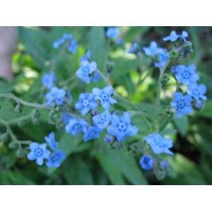  Chinese Forget Me Not Seeds   1,000 Flower Seeds in Each 