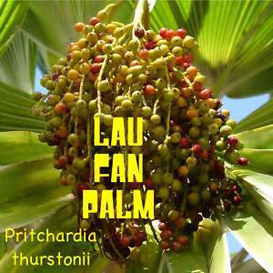 LAU FAN Palm 100 Seed Dwarf Fiji Palm Tree P thurstonii  