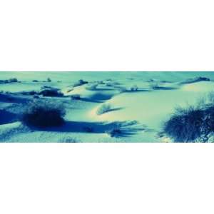 Desert Plants in White Sands National Monument, New Mexico, USA 