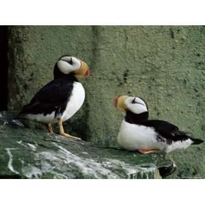  Horned Puffin (Fratercula Corniculata), St. George Island 