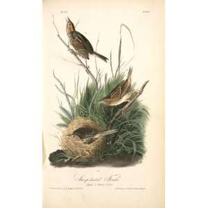   James Audubon   24 x 40 inches   Sharp tailed Finch. 1. Male. 2