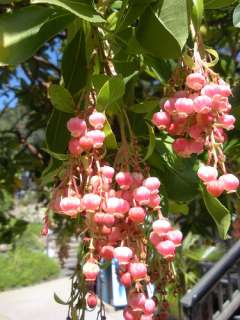 Arbutus unedo Strawberry Tree 50 Fresh Seeds  