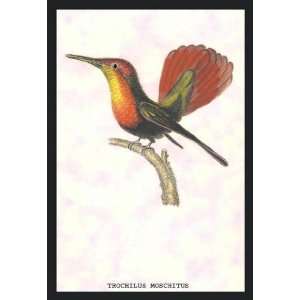  Exclusive By Buyenlarge Hummingbird Trochilus Moschitus 