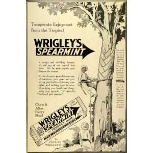1914 Ad William Wrigley Jr. Spearmint Chewing Gum Tropical Forest Tree 