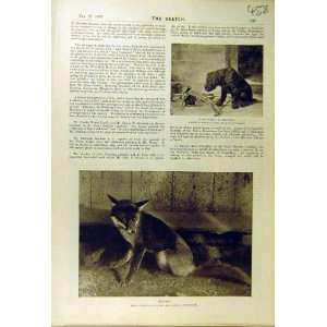  1895 Caldwell Dog Muzzle Bone Reynard Fox Animal Print 