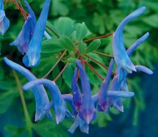 Rare Blue Heron Bleeding Heart   Corydalis   SHADE  