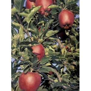  Apple Orchard, Eastern Washington, USA Cuisine 
