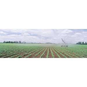  Soybean Field Being Irrigated by an Agricultural Sprinkler 