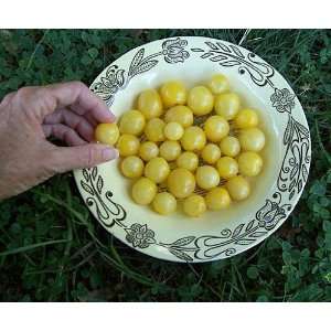  SnowBerry Tomato Seeds 30+ seeds Very Rare Patio, Lawn 