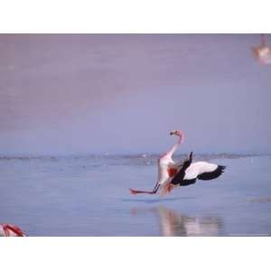  Jamess Flamingo, Slippery Landing, Laguna Colorada 