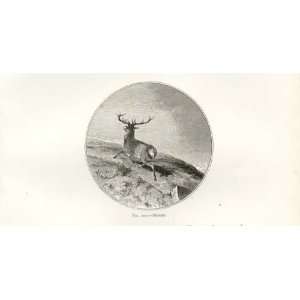  Landseer Sketch  Red Deer Stag Doomed
