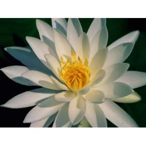  A Close View of a White Fragrant Water Lily Premium 