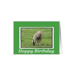  Happy Birthday Miniature Horse blank Card Health 