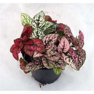  Polka Dot Plant   Hypoestes   3.5 Pot   Colorful House Plant 