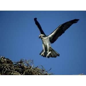 Osprey, Male Landing at Nest with Fish, Florida Premium Photographic 
