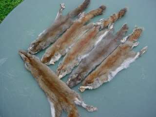 Canada PINE SQUIRREL PELT w/ft. TANNED taxidermy mount  