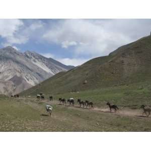  Donkeys Carry Supplies Down Hill, Aconcagua National Park 