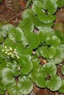 ShinleafNative Pyrola200 Seeds  