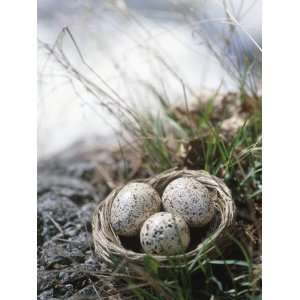  Three Speckled Eggs in Nest of Sticks in Nature Stretched 
