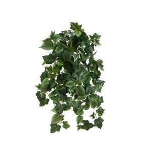  26 English Ivy/Philodendron Hanging Bush x13 Green (Pack 