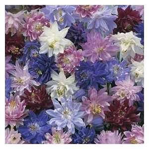  Aquilegia Flower Seeds Nora Barlow Mixed Patio, Lawn 