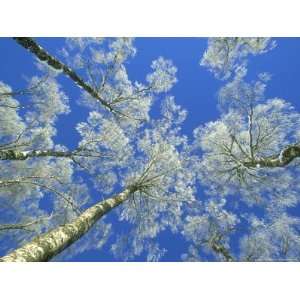  Silver Birch, Betula Pendula Snow Covered Trees in Winter 