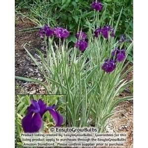  Japanese Iris Variegata   1 plant   3/4 fan plant Patio 