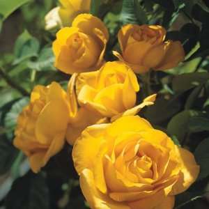  Mida Touch Rose Seeds Packet Patio, Lawn & Garden