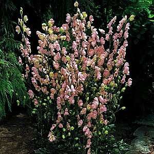  Pink English Monkshood Aconitum napellus Rubellum Patio 