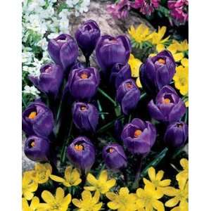   Large Flowering Crocus 25 Bulbs Best Seller Patio, Lawn & Garden
