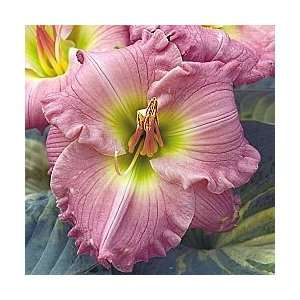  Hush Little Baby Reblooming Daylily