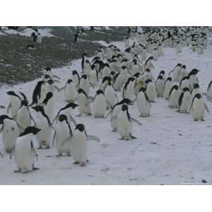  Penguins Walking Along a Snowy Path National Geographic Collection 