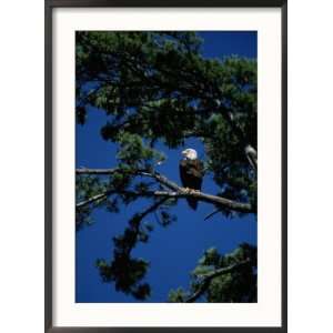  American Bald Eagle Perched in an Eastern White Pine Tree 